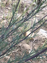 Senecio hakeifolius hakeifolius