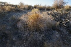 Eriogonum heermannii