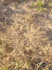 Ceratocarpus arenarius