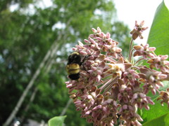 Bombus terricola image