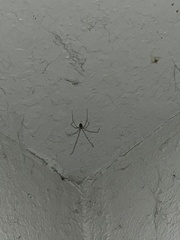 Crossopriza lyoni