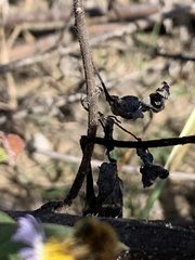 Melissodes dentiventris