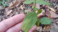 Spigelia marilandica