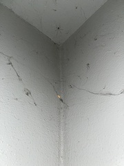 Crossopriza lyoni