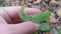 Spigelia marilandica