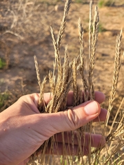 Agropyron desertorum