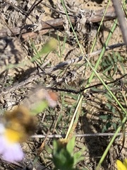 Melissodes dentiventris