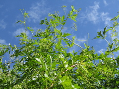 Ampelopsis aconitifolia