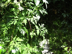 Ampelopsis aconitifolia