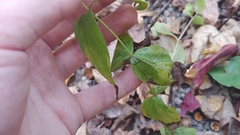 Spigelia marilandica