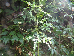 Ampelopsis aconitifolia