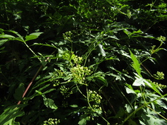 Ampelopsis aconitifolia