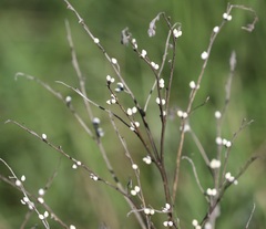 Lithospermum officinale