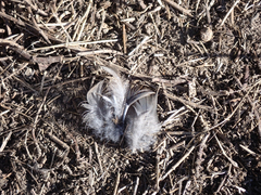 Callipepla californica