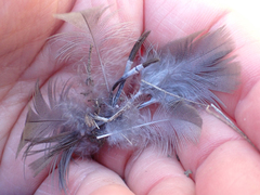 Callipepla californica