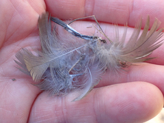 Callipepla californica