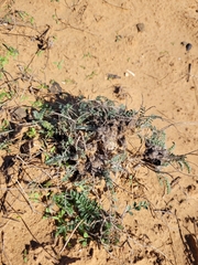 Astragalus dolichophyllus