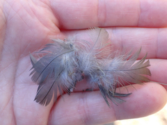 Callipepla californica