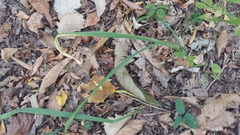 Hymenocallis occidentalis