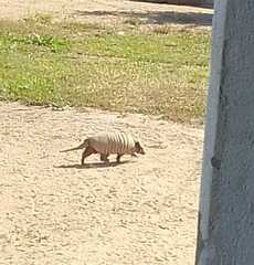 Euphractus sexcinctus