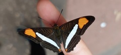 Adelpha