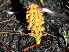 Disa pygmaea