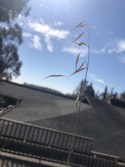 Avena barbata