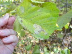 Phyllonorycter coryli