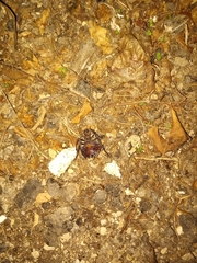 Polyphaga aegyptiaca