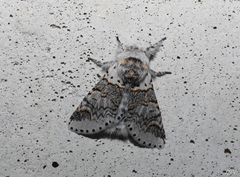 Furcula occidentalis