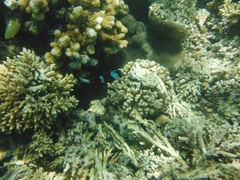 Amphiprion akindynos