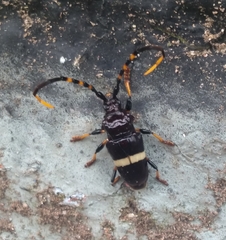 Trachyderes succinctus