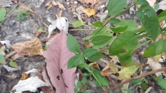 Lysimachia radicans