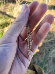 Agropyron desertorum