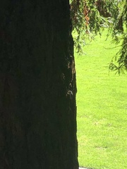 Baeolophus inornatus