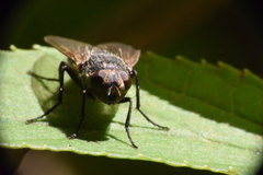 Oestroidea