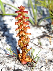Disa pygmaea