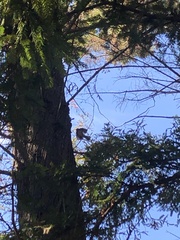 Baeolophus inornatus