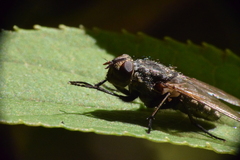 Oestroidea