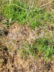 Ceratocarpus arenarius