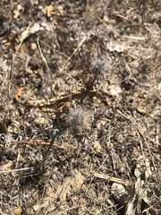 Trifolium hirtum