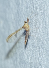 Cloeon dipterum