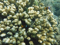 Amphiprion melanopus