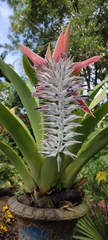 Aechmea mcvaughii