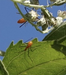 Zelus longipes