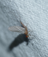 Ephemerella