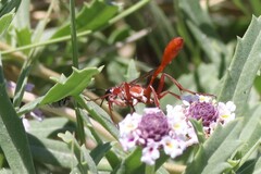 Ammophila ferruginosa