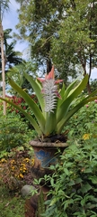 Aechmea mcvaughii