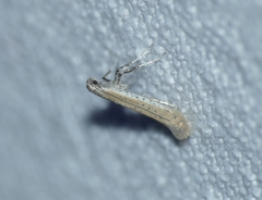 Aspilapteryx tringipennella