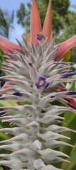 Aechmea mcvaughii